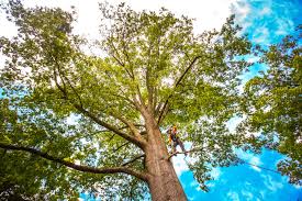 Best Seasonal Cleanup (Spring/Fall)  in Bottineau, ND